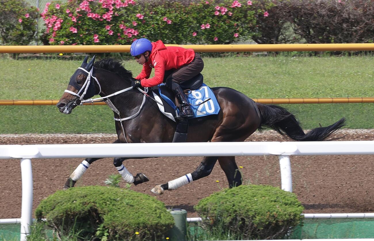 ウッドチップコースで追い切られるエコロディノス