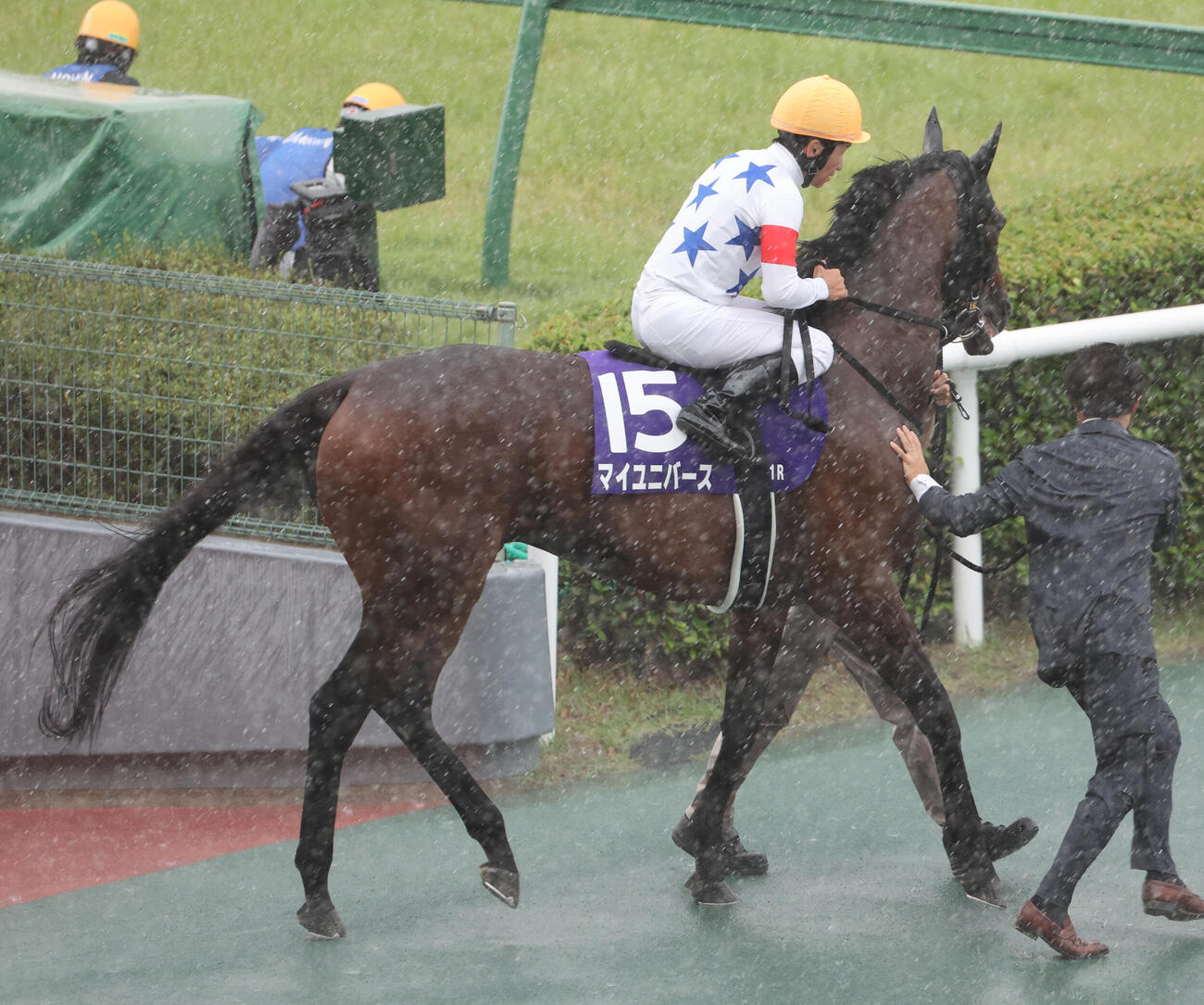 宝塚記念出走のため豪雨の中本馬場に入ったマイユニバースだが競走中止となった（撮影・西尾就之）