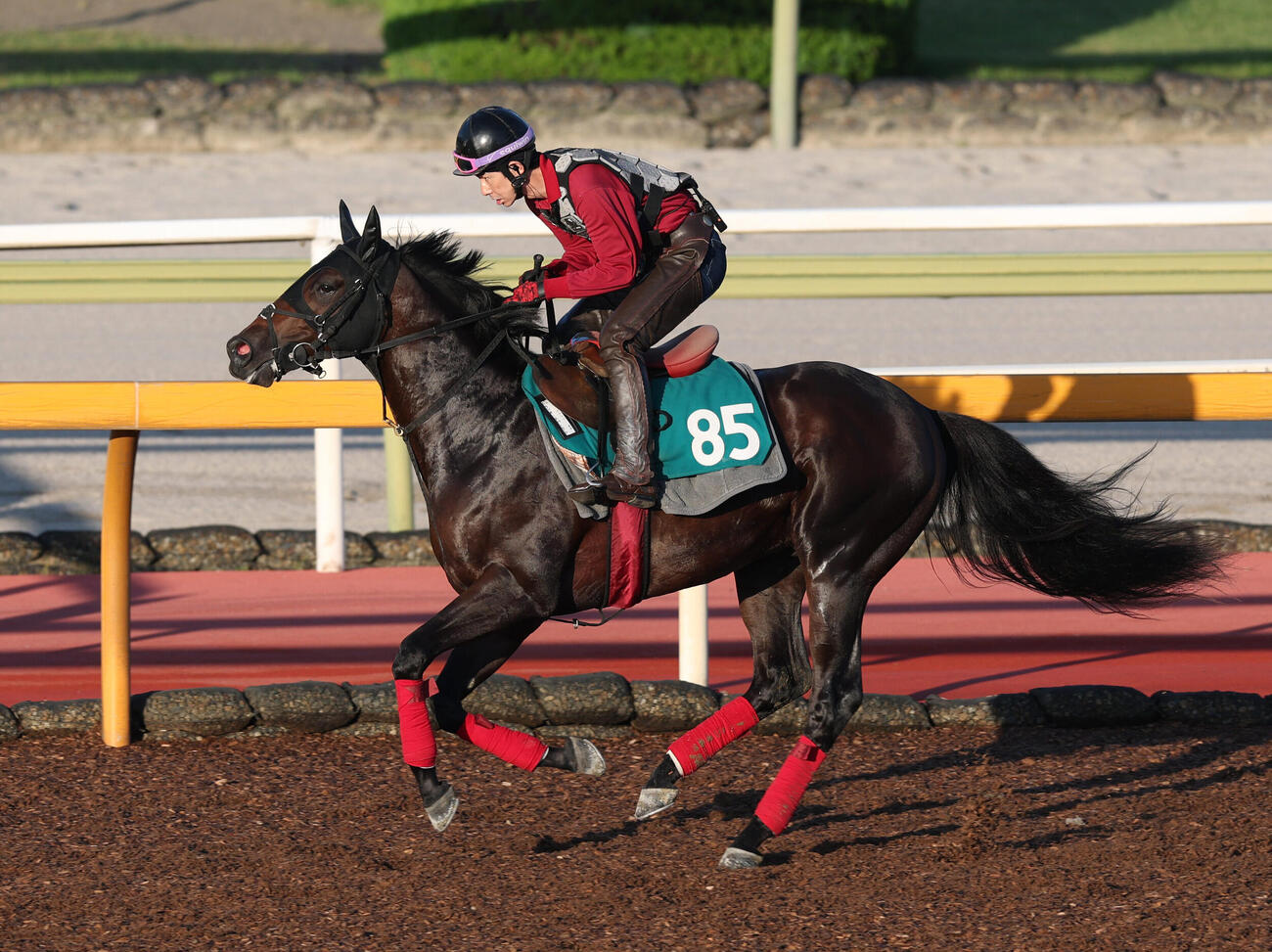 ラッキースパークル（2026年6月17日撮影）