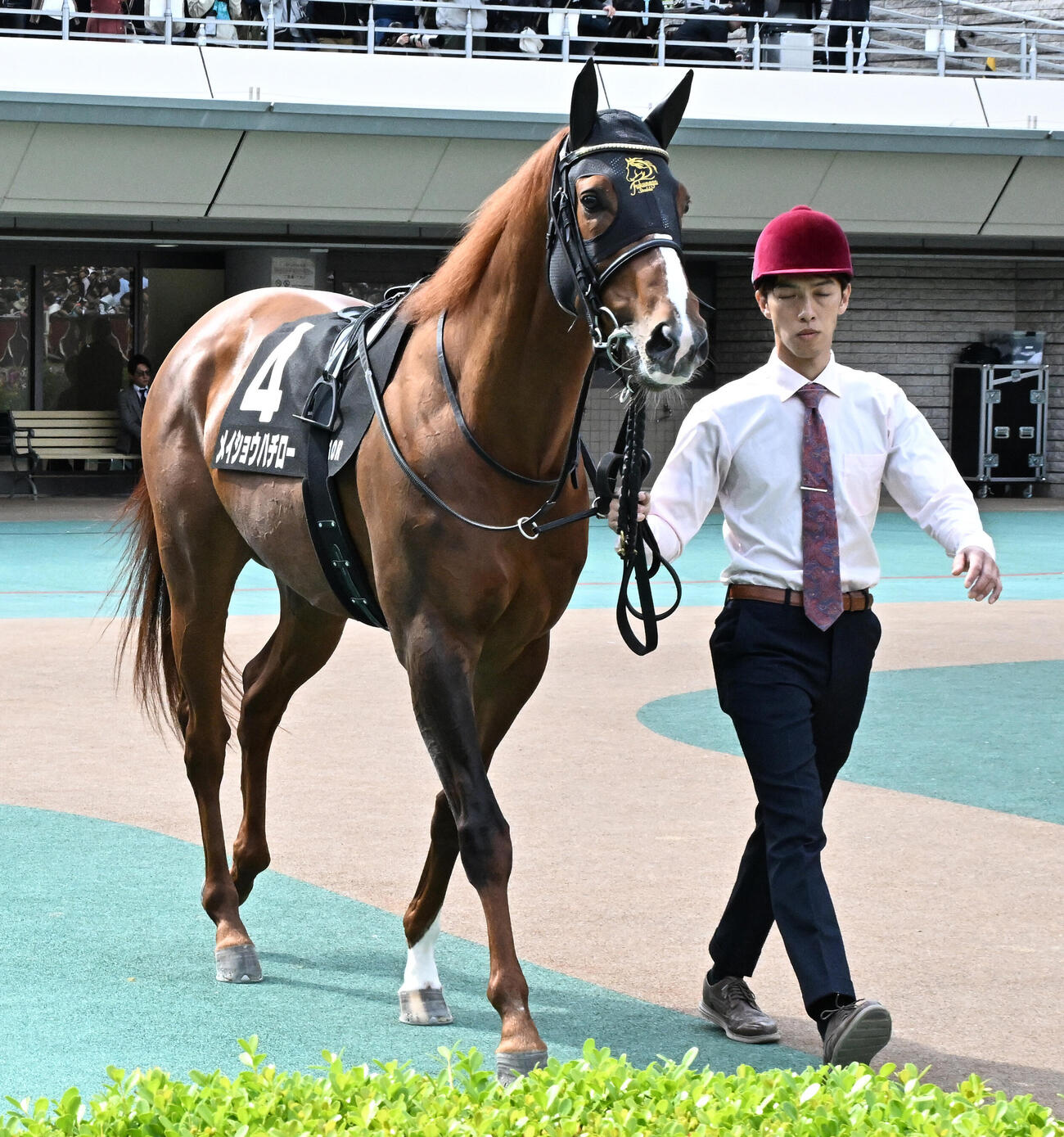 メイショウハチロー（2026年4月27日撮影）