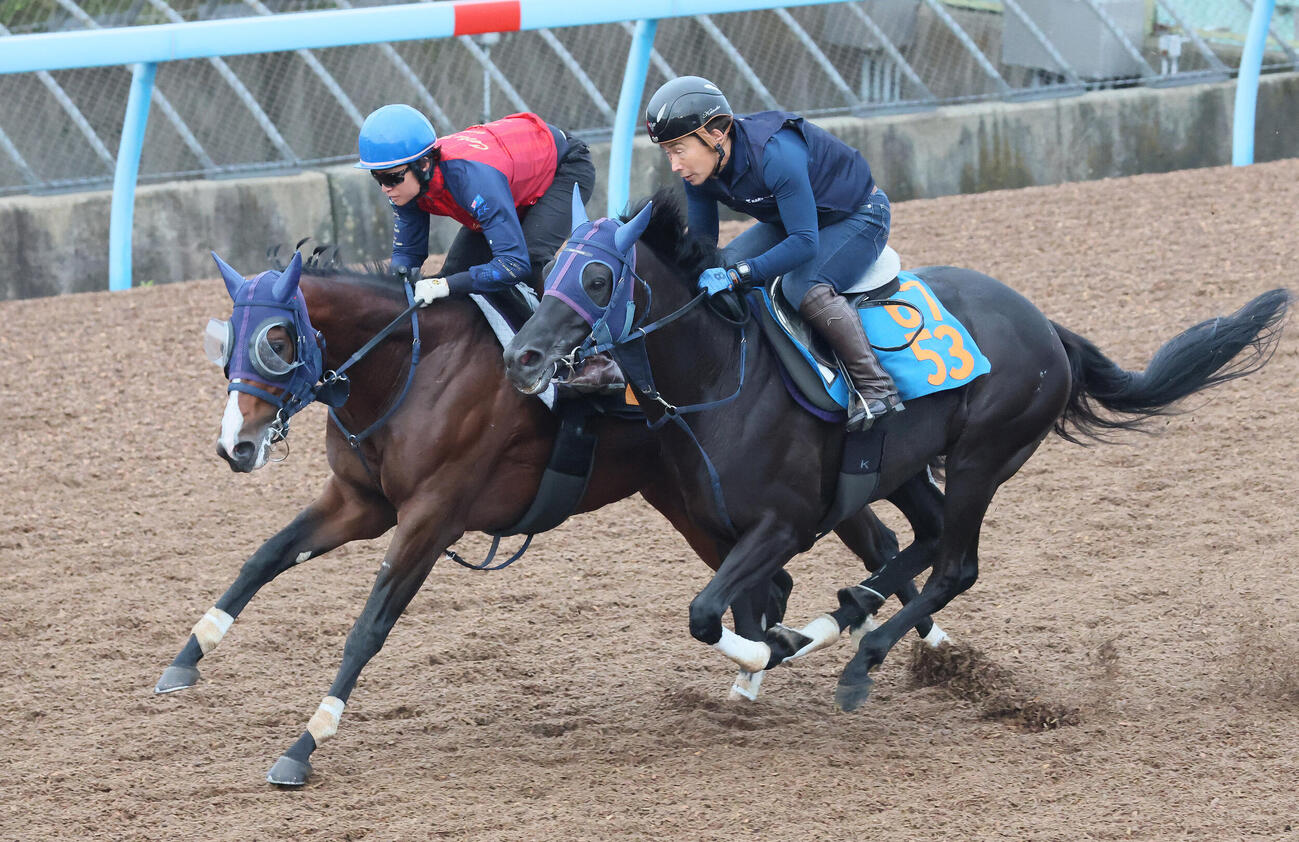 ディールメーカー（左）は美浦ウッドでオンザラインと併せて追い切られた（撮影・丹羽敏通）