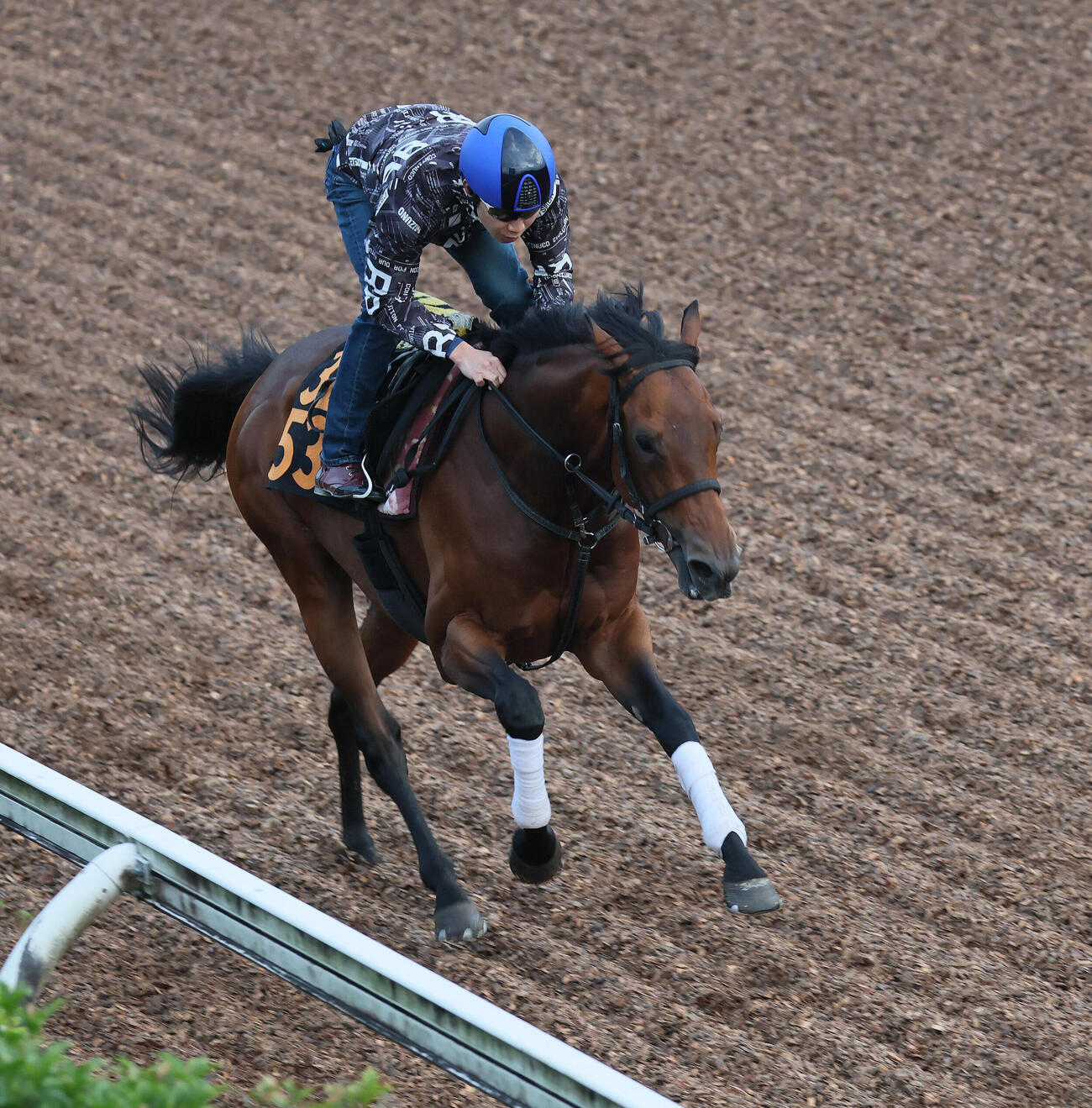 サノノグレーターは田辺裕信騎手を背に美浦坂路で追い切られた（撮影・丹羽敏通）＝