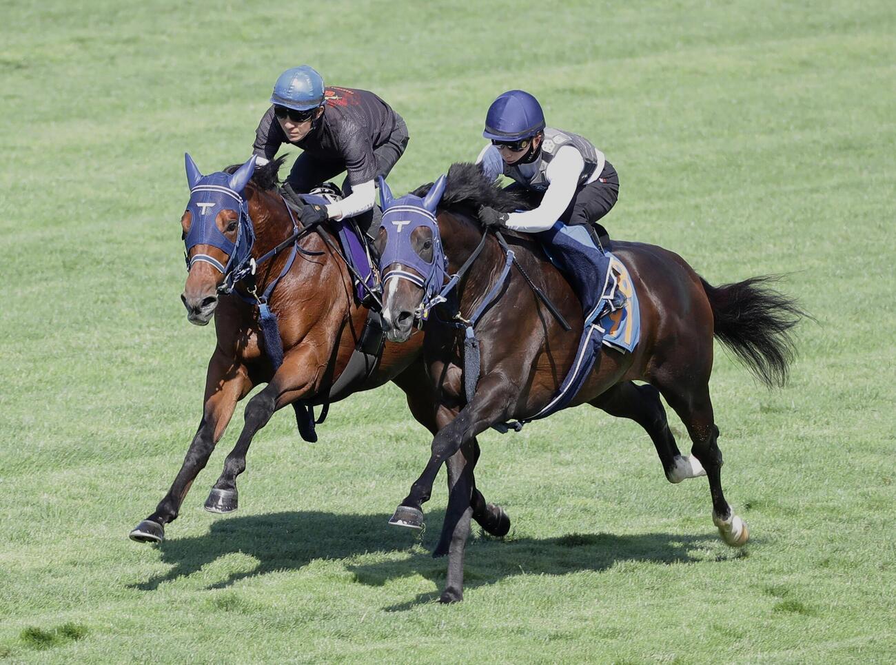 24日、丹内祐次騎手を背に、芝コースで併せ馬で追い切られるフィーリウス（左）