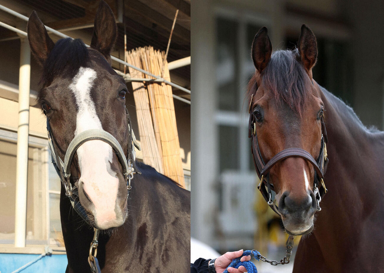 キングジョージに参戦予定のマスカレードボール（左）とヴェルテンベルク