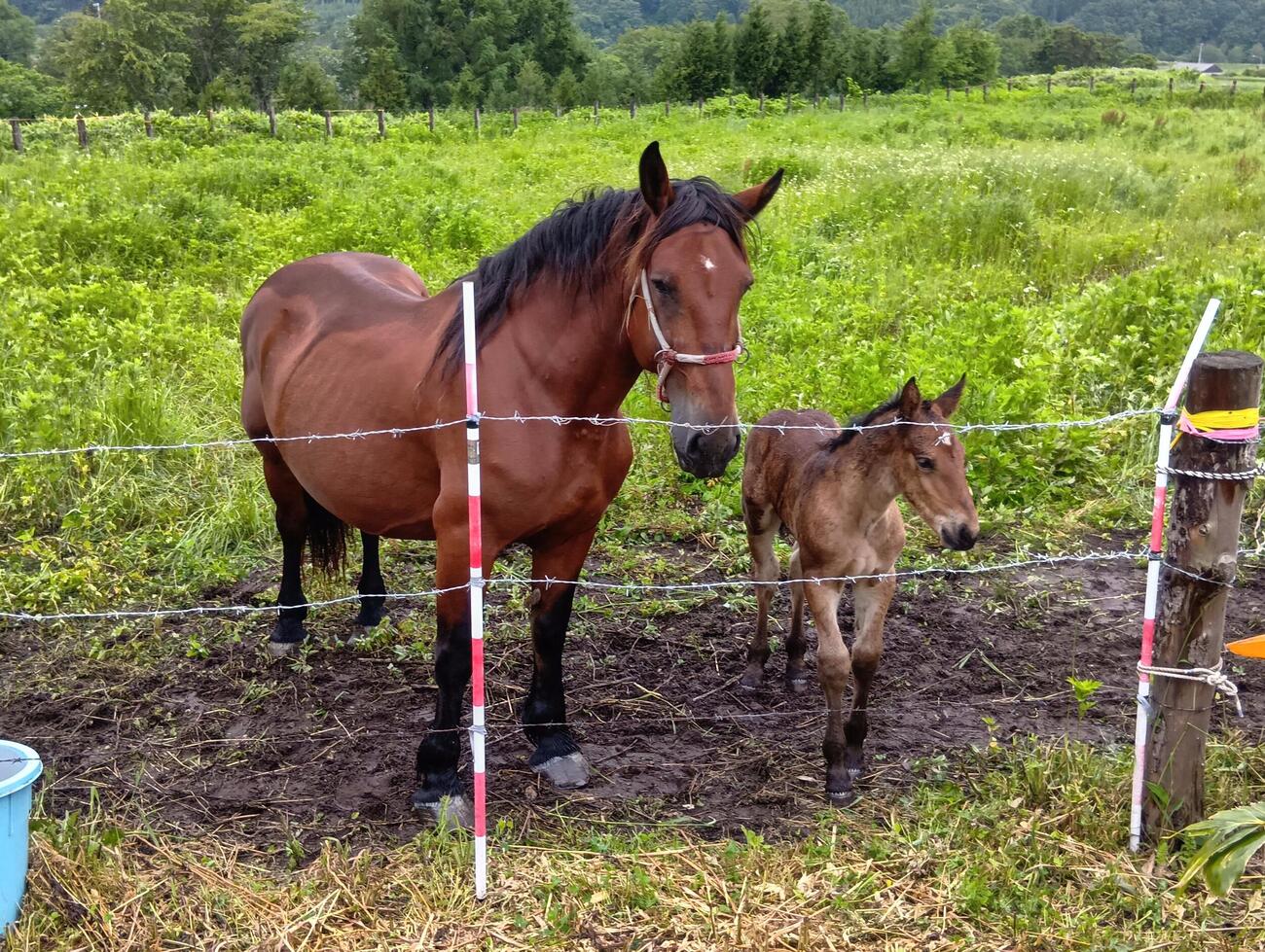 メジロゴーリキ産駒の当歳牝馬（右）と母