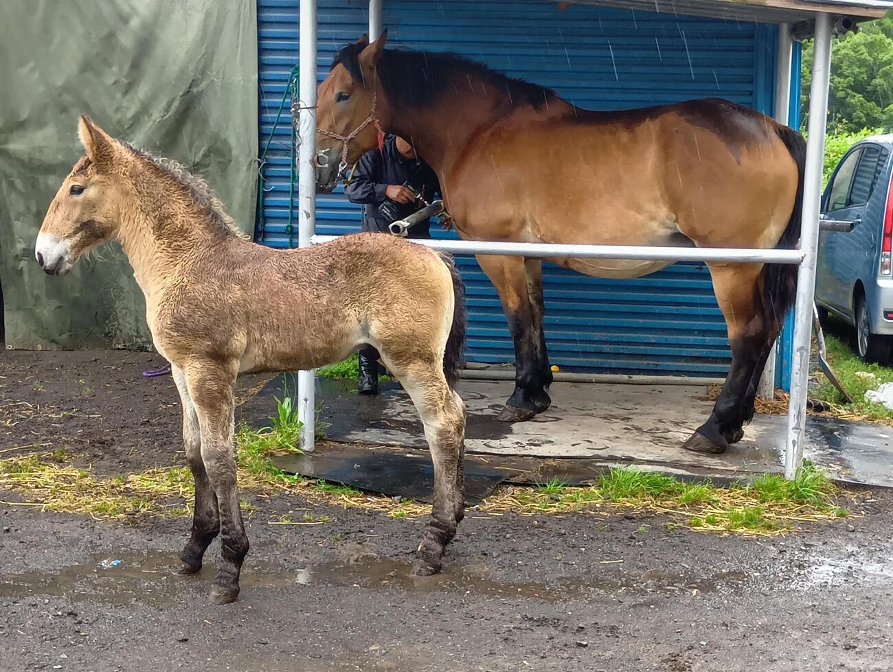 コマサンダイヤ産駒の当歳牡馬（手前）と母サワノミライ