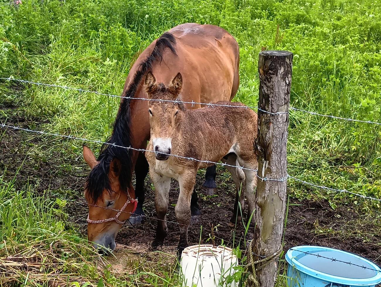 コマサンダイヤ産駒の当歳牡馬（右）と母