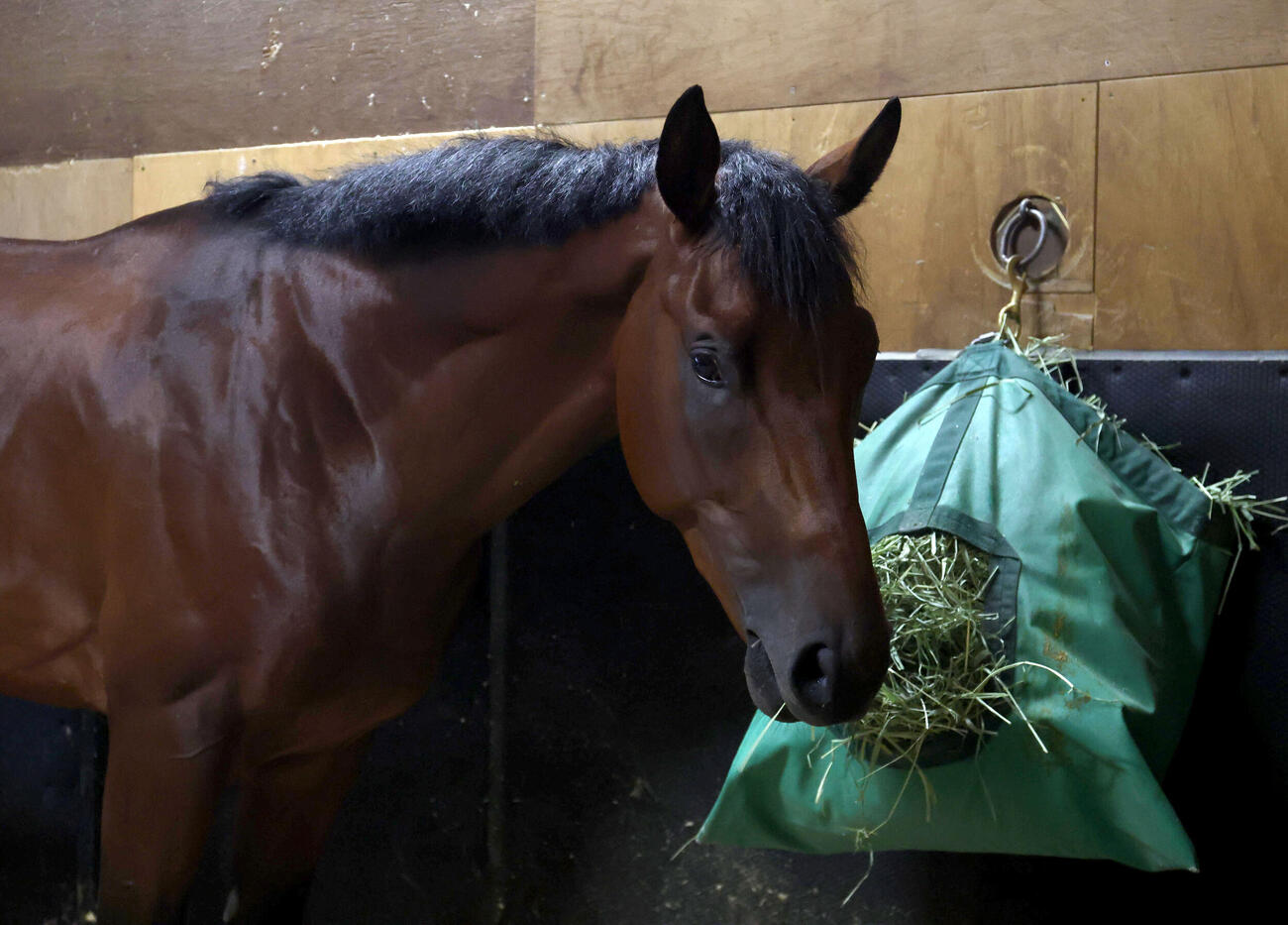 馬房で干し草を食べるクリノパッション（撮影・白石智彦）