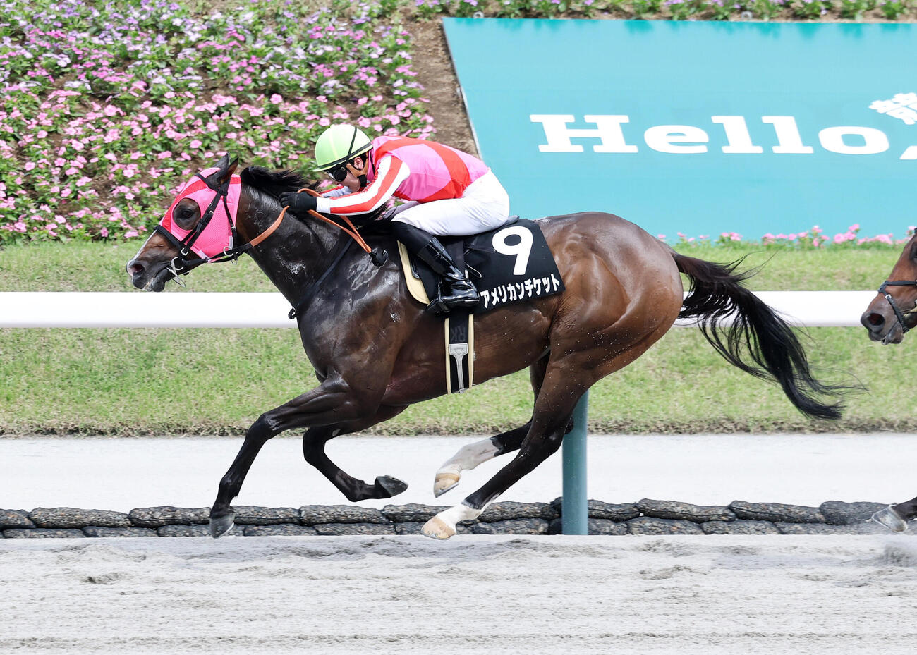 福島9R　さくらんぼ特別を制したアメリカンチケットと小崎綾也騎手（撮影・鈴木正人）