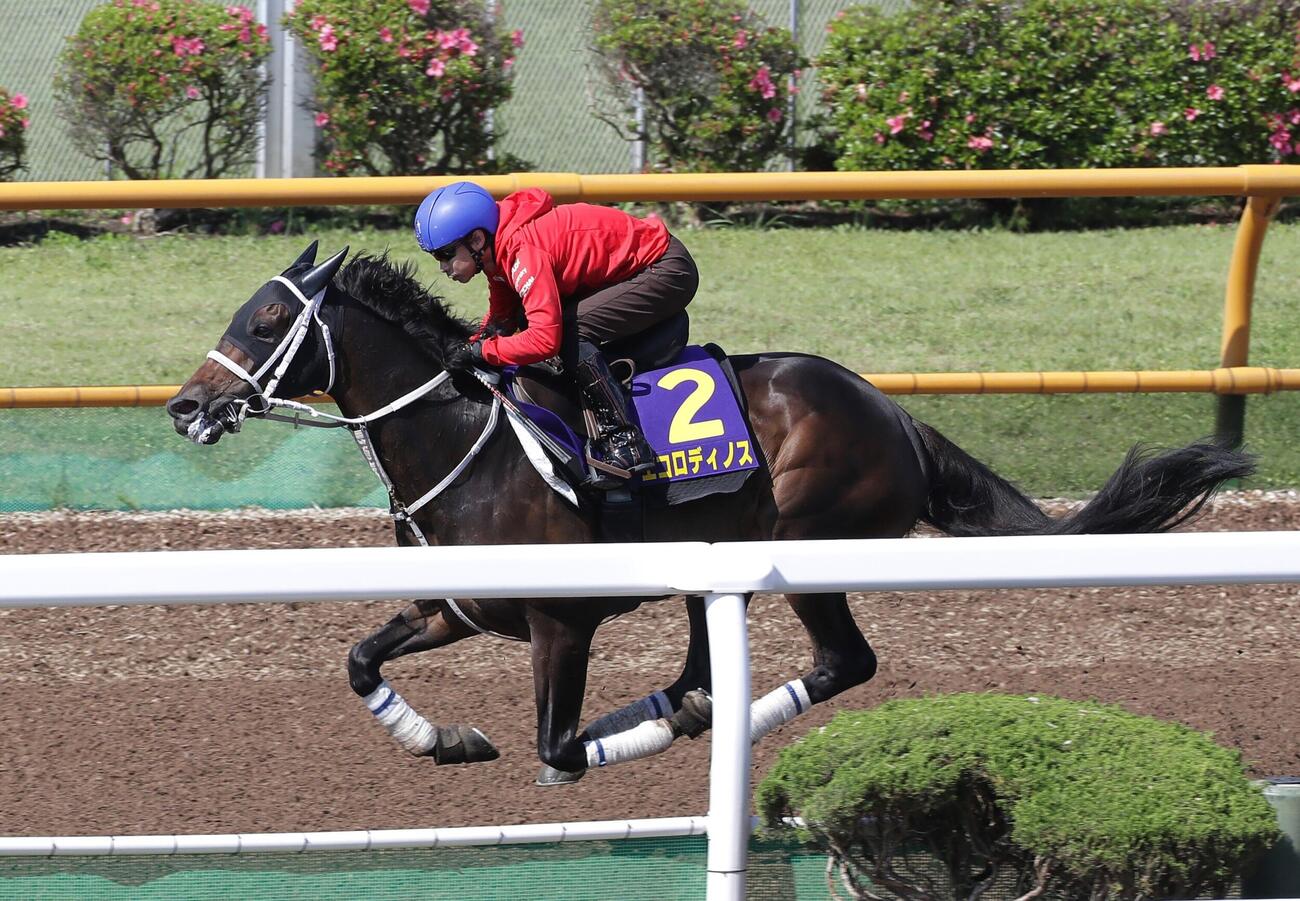 24日、池添謙一騎手を背にウッドチップコースで追い切られるエコロディノス