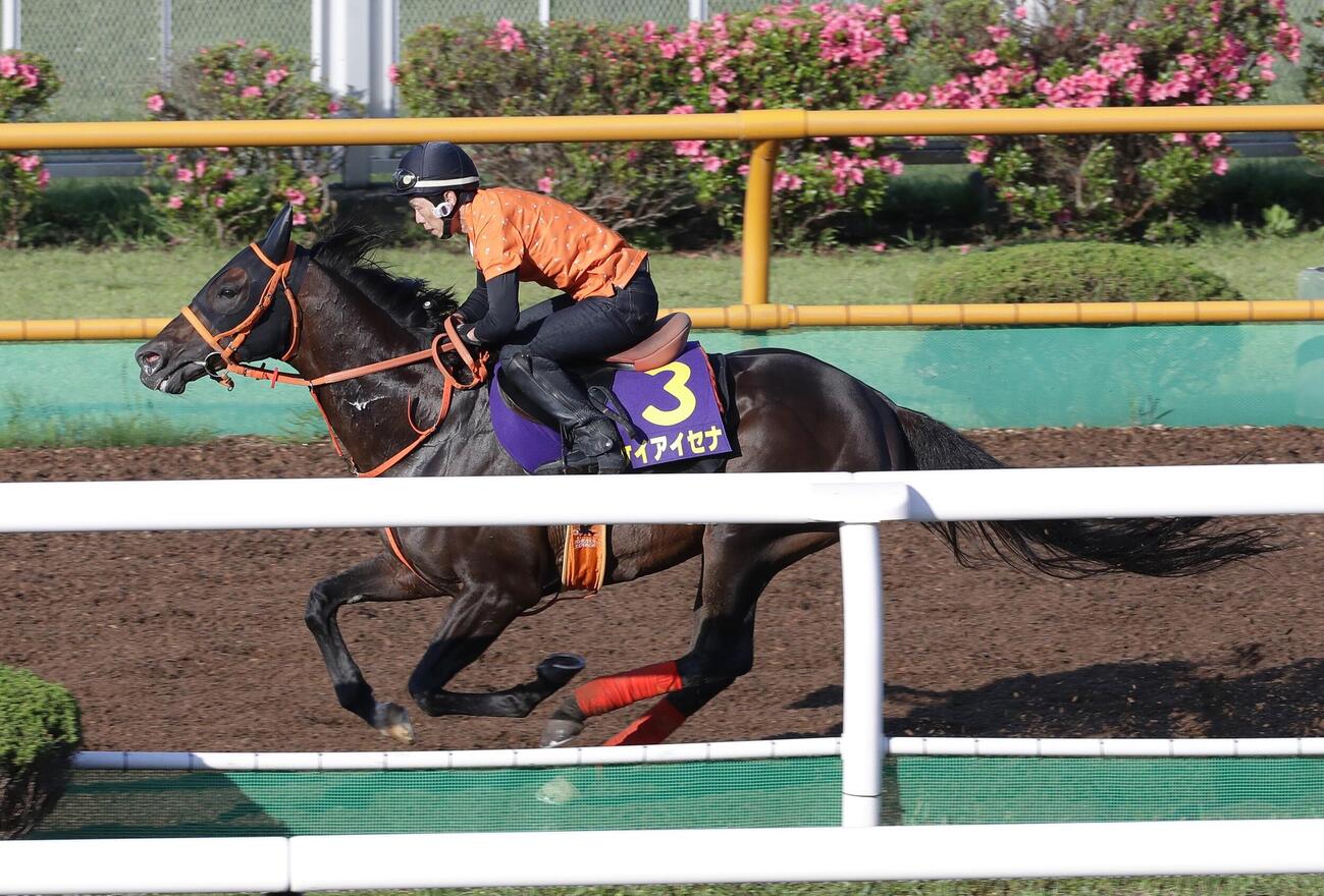 24日、ウッドチップコースで追い切られるケイアイセナ