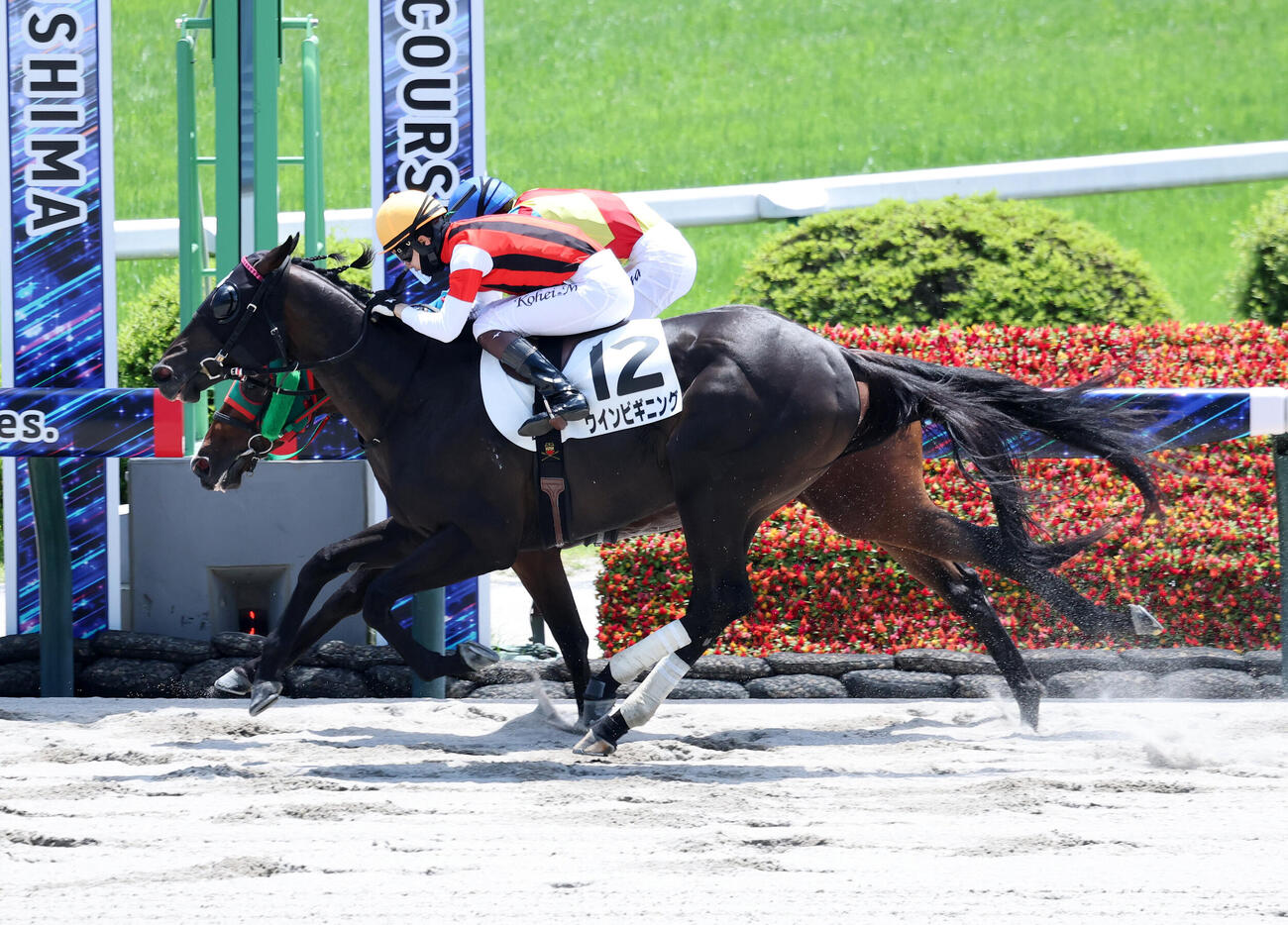 福島2R、3歳未勝利戦を制したウインビギニング（手前）と松山弘平騎手（撮影・鈴木正人）