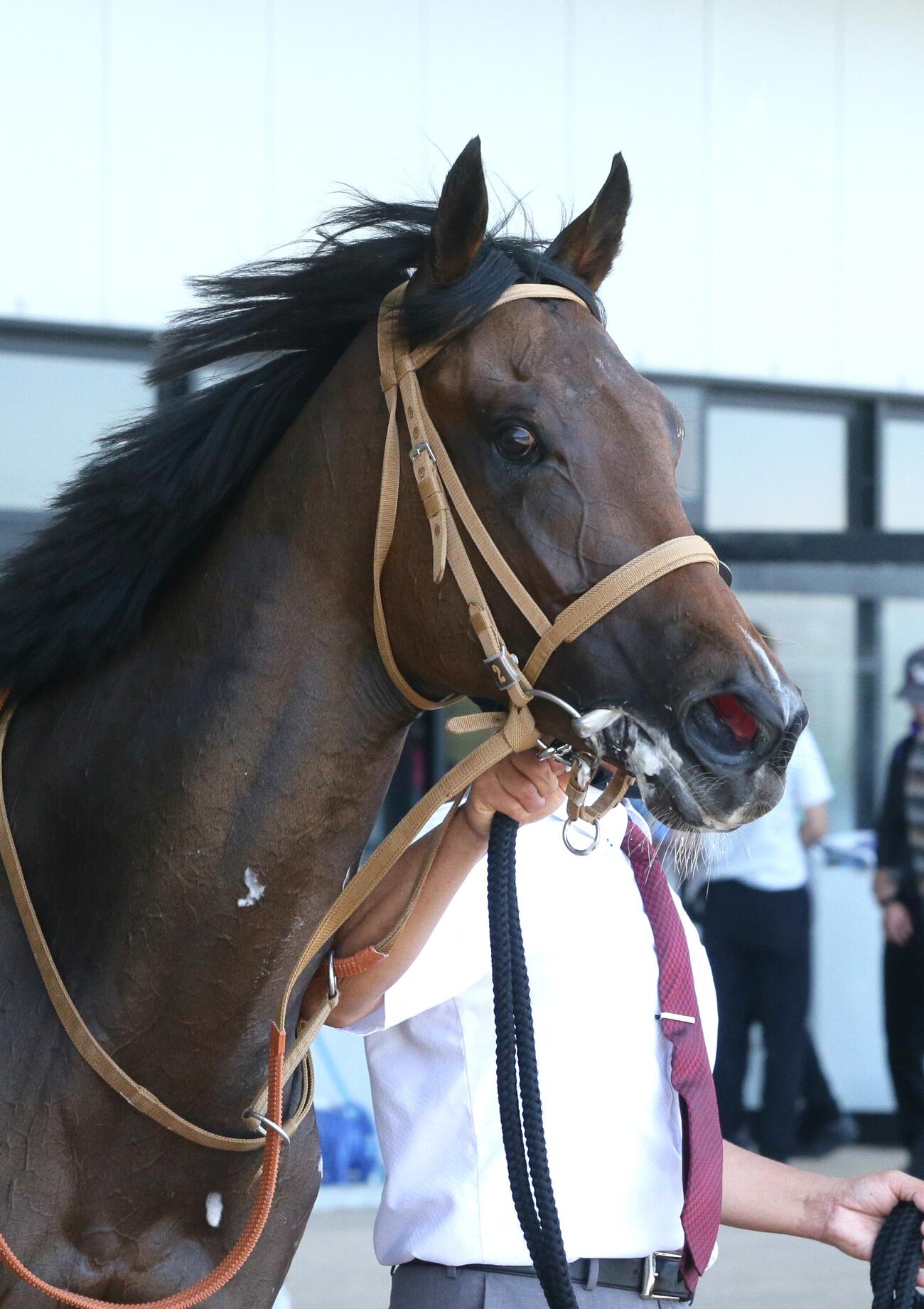 函館5R、新馬戦を制したシグレ