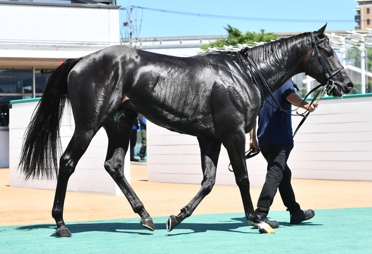 帆柱山特別を制したナリタエスペランサ（撮影・岩下翔太）
