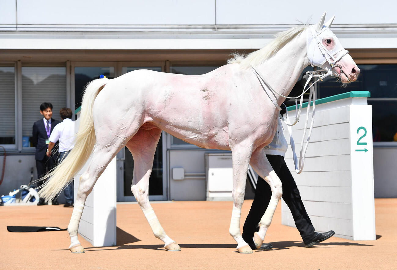 西部日刊スポーツ杯を制したカルパ（撮影・岩下翔太）