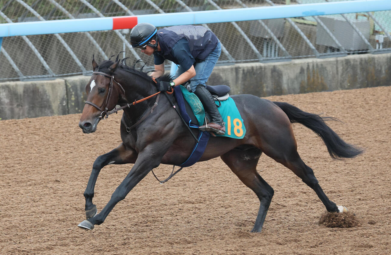 ダノンダックスデビュー戦に向けて美浦ウッドを単走で追い切られた（撮影・丹羽敏通）