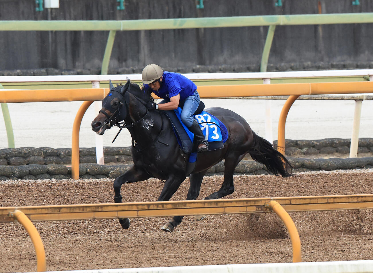 アマキヒ（2026年5月27日撮影）