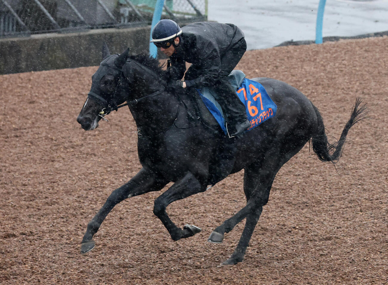 ピコチャンブラックは雨の美浦ウッドで追い切られた（撮影・丹羽敏通）