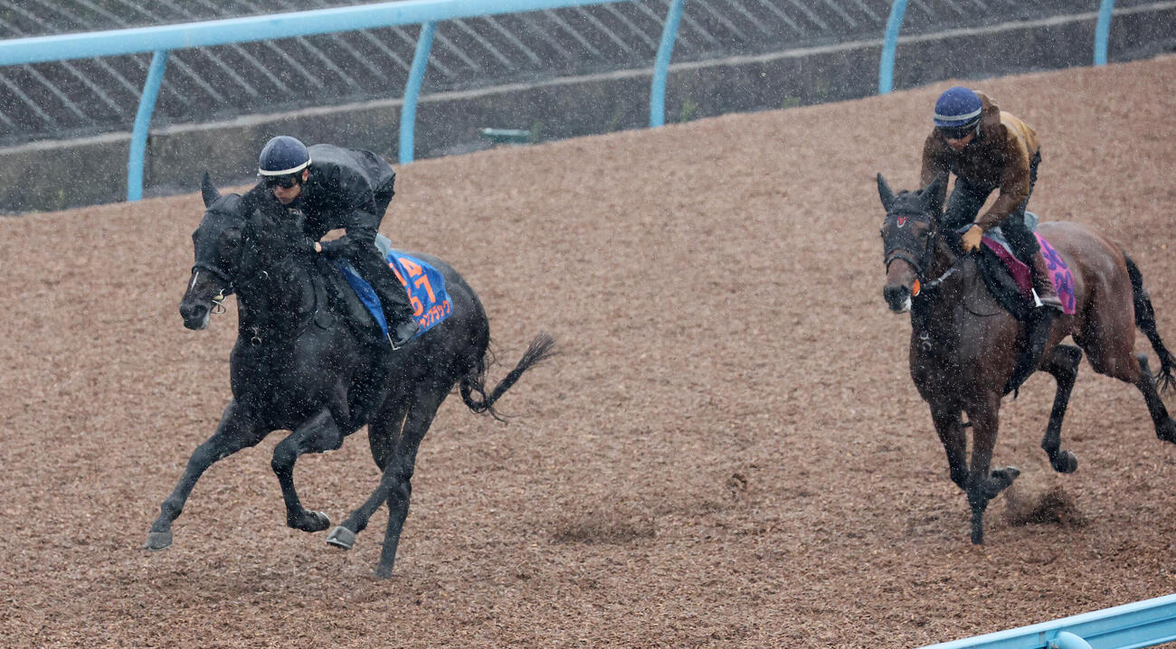 ピコチャンブラック（左）は美浦ウッドで追い切られた（撮影・丹羽敏通）