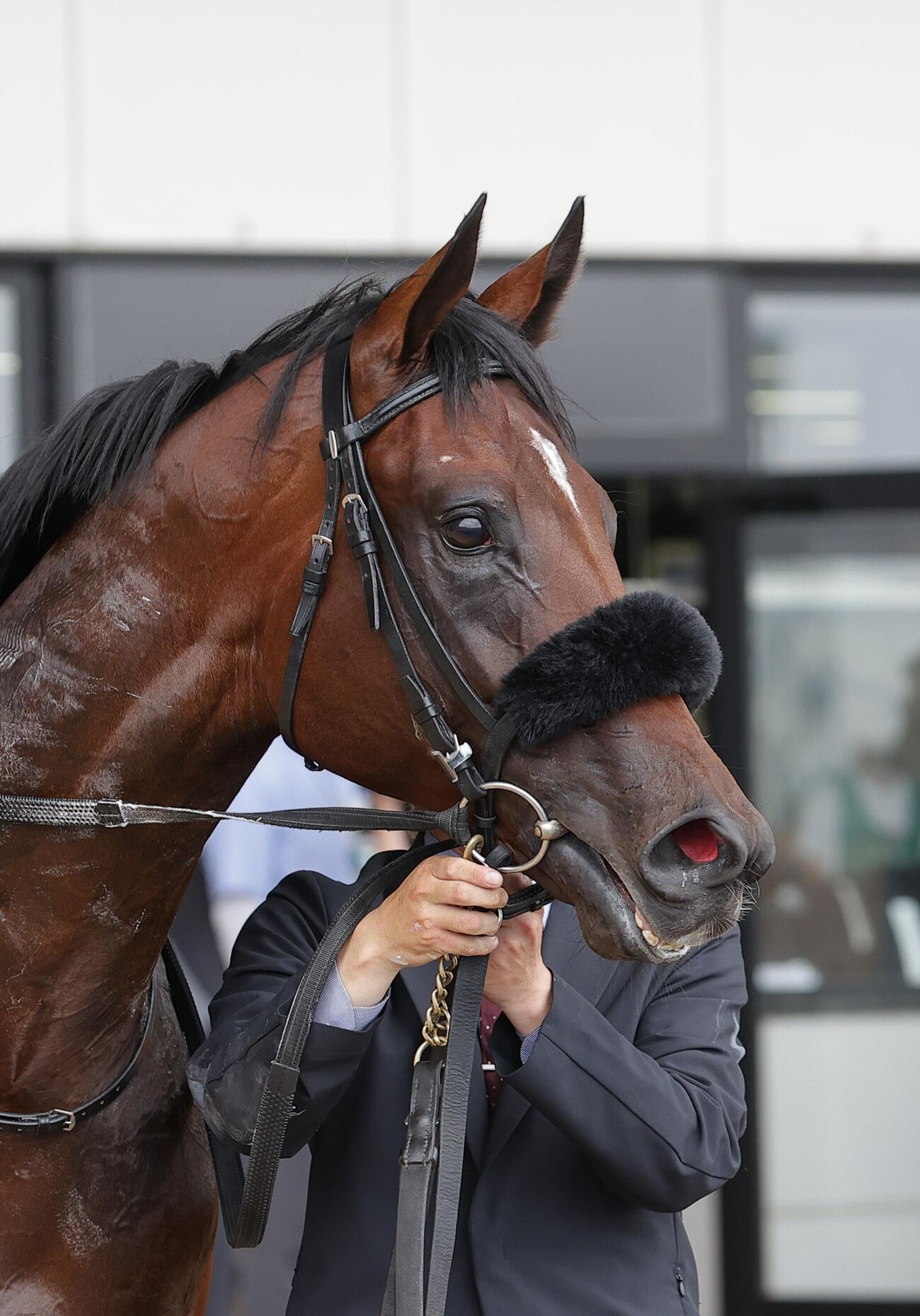 函館5R、新馬戦を制したショウナンガレオン
