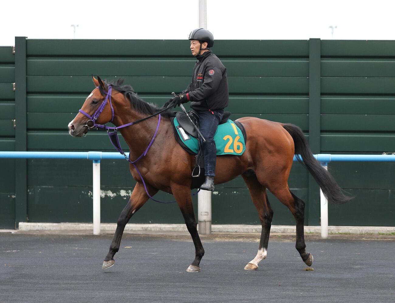 7日、函館競馬場で調整するデアグランツ（撮影・森廣智幸）
