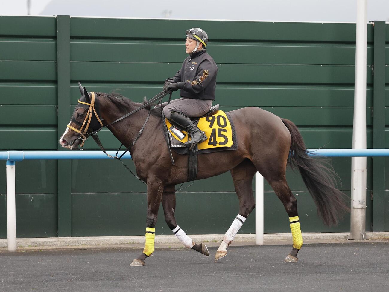 7日、函館競馬場で調整するパレハ