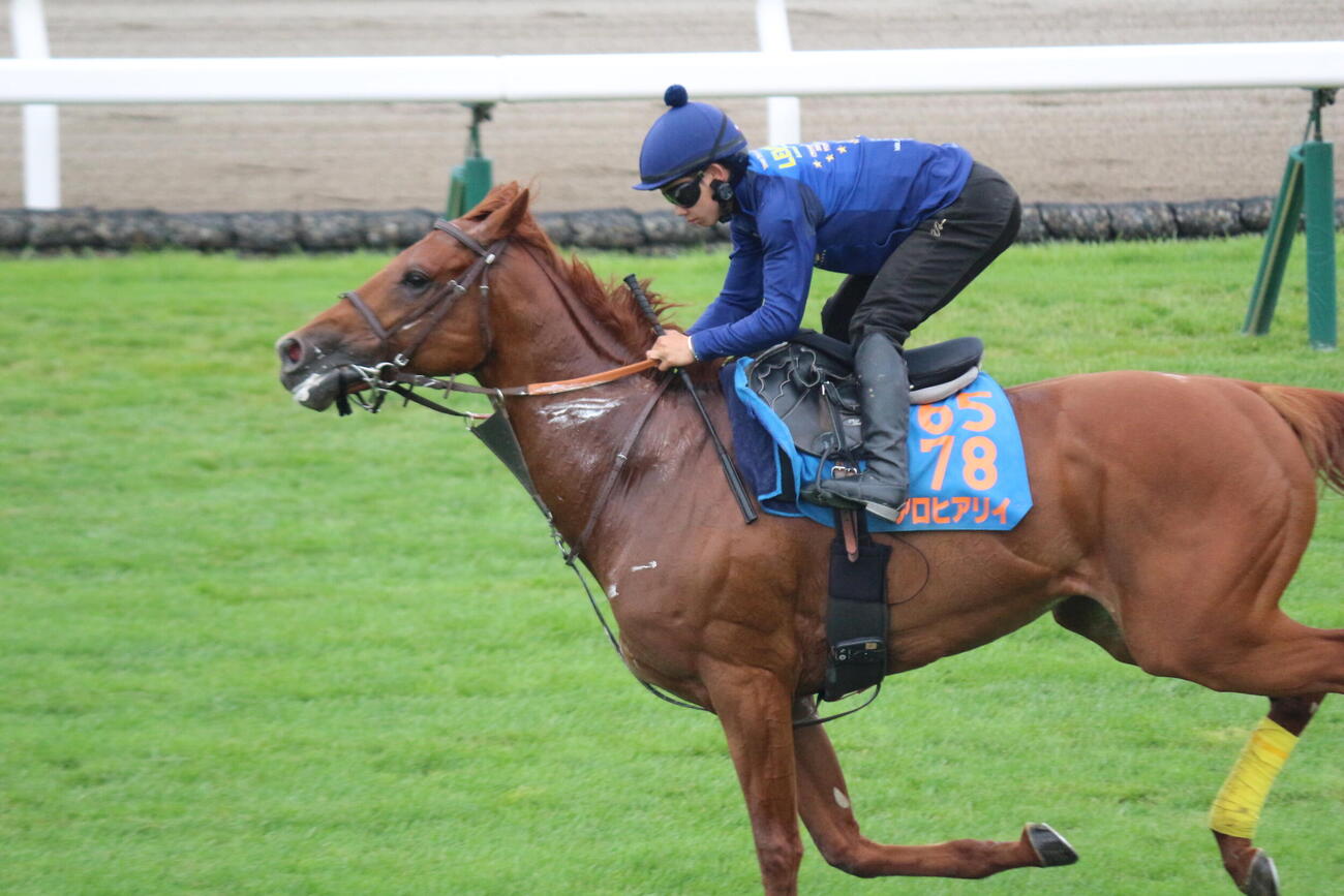 函館競馬場の芝コースで追い切りを行ったアロヒアリイ(撮影・木南友輔）