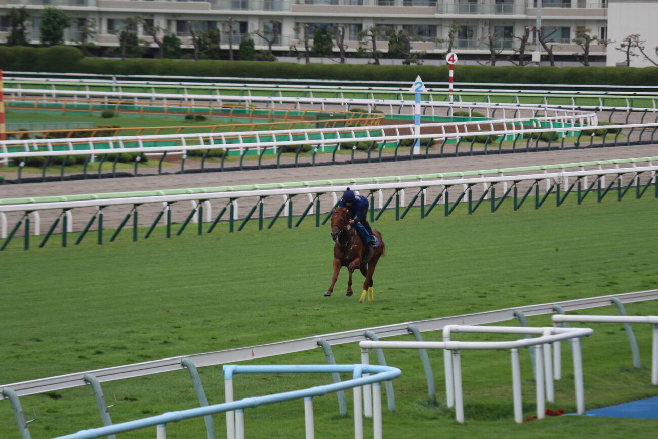函館競馬場の芝コースで追い切りを行ったアロヒアリイ(撮影・木南友輔）
