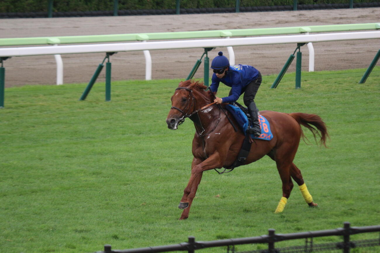 函館競馬場の芝コースで追い切りを行ったアロヒアリイ(撮影・木南友輔）
