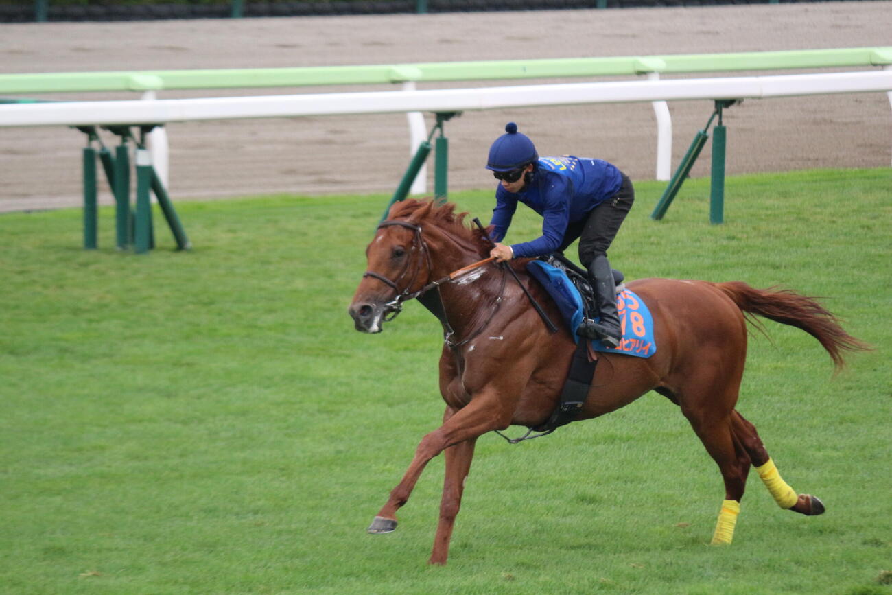 函館競馬場の芝コースで追い切りを行ったアロヒアリイ(撮影・木南友輔）