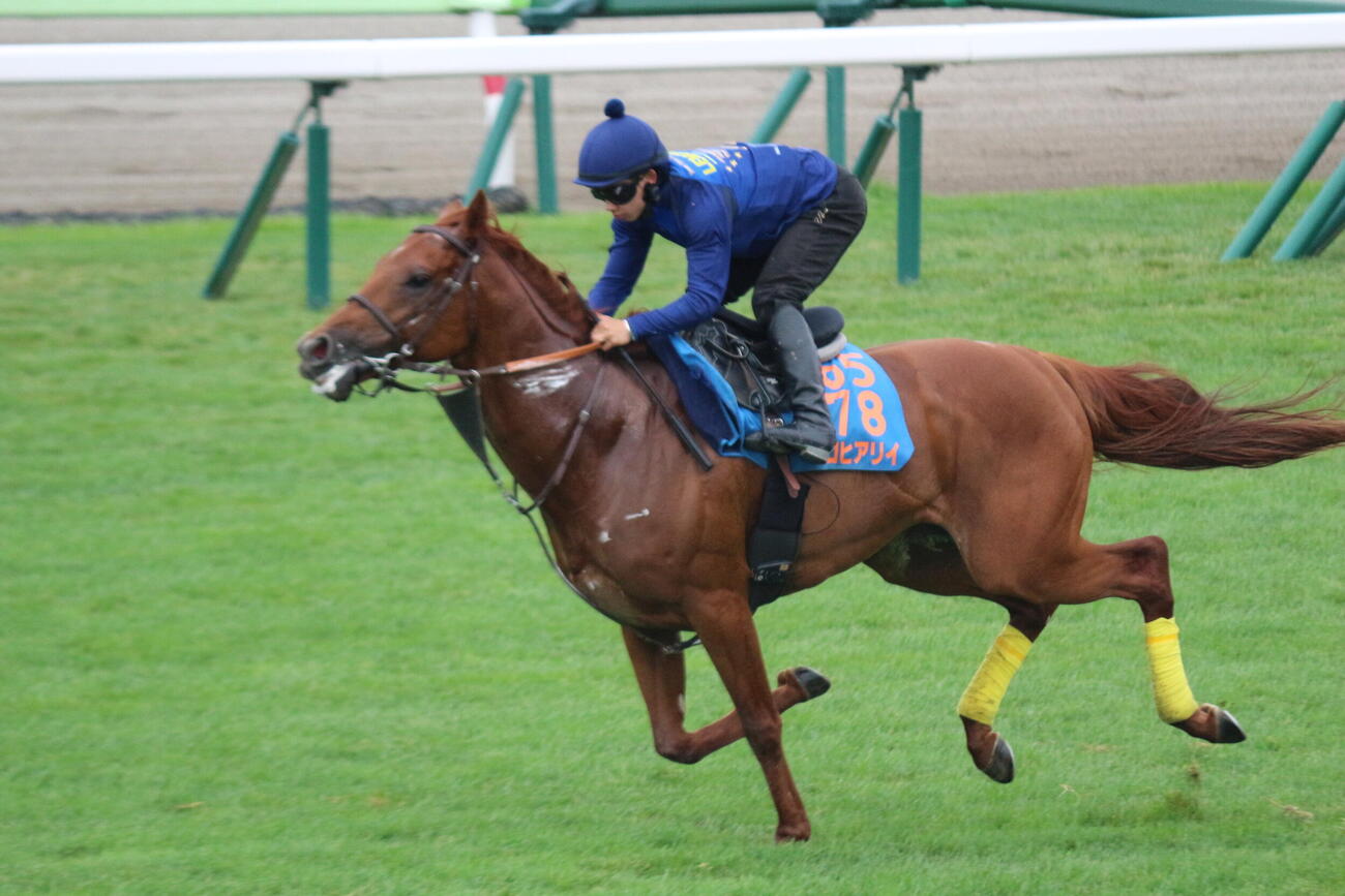 函館競馬場の芝コースで追い切りを行ったアロヒアリイ(撮影・木南友輔）