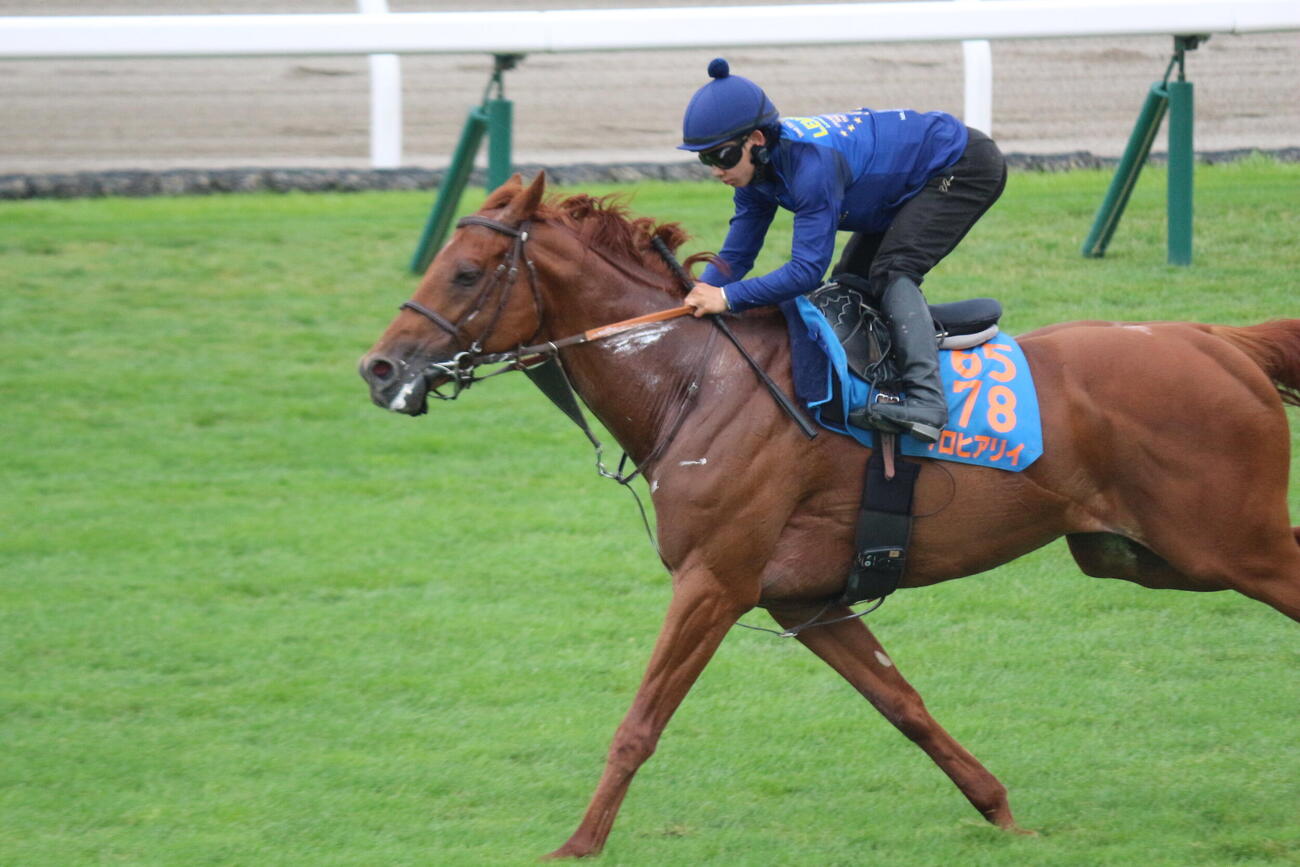 函館競馬場の芝コースで追い切りを行ったアロヒアリイ(撮影・木南友輔）