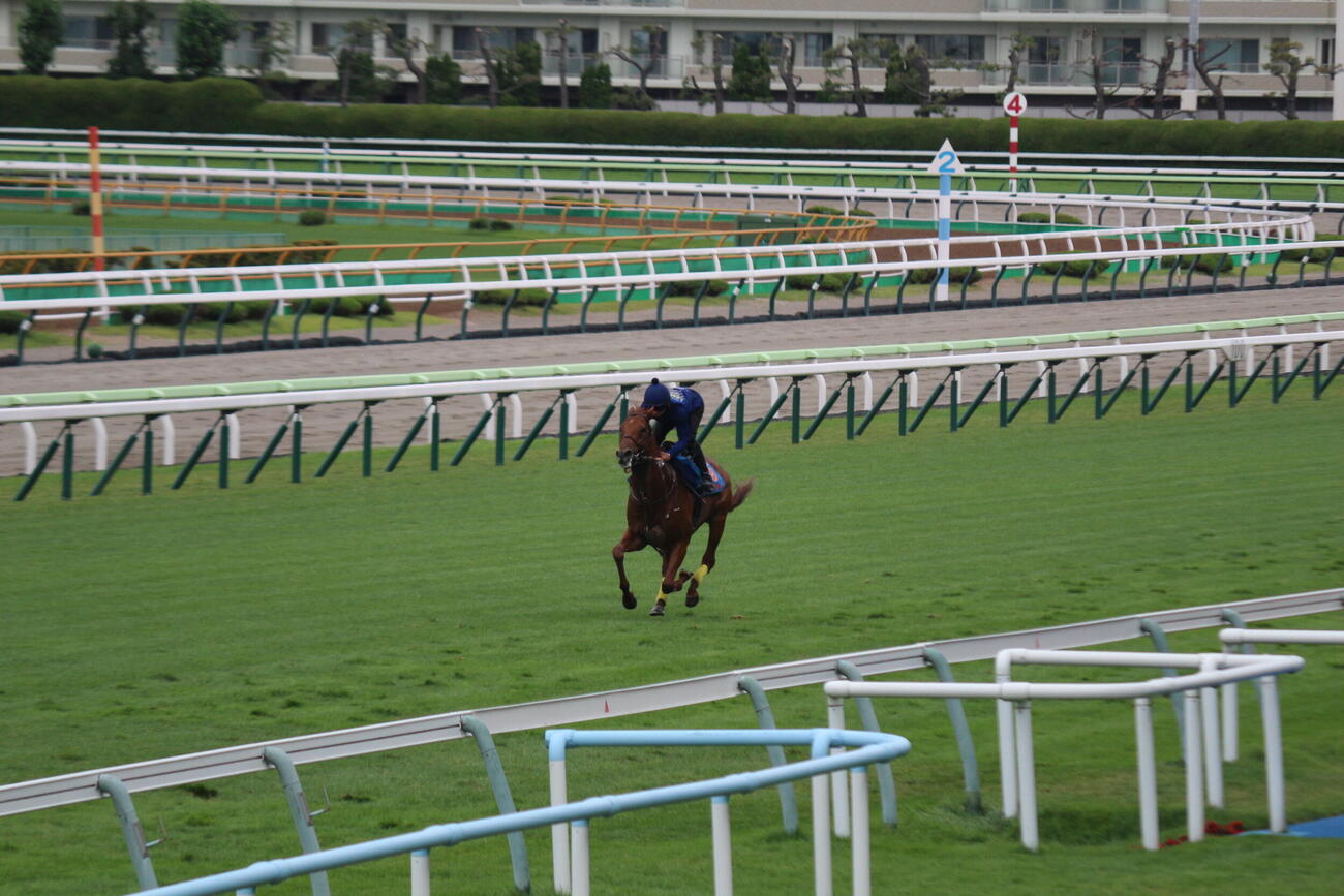 函館競馬場の芝コースで追い切りを行ったアロヒアリイ(撮影・木南友輔）