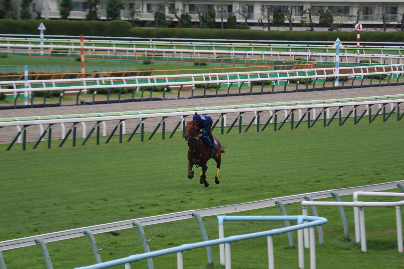 函館競馬場の芝コースで追い切りを行ったアロヒアリイ(撮影・木南友輔）