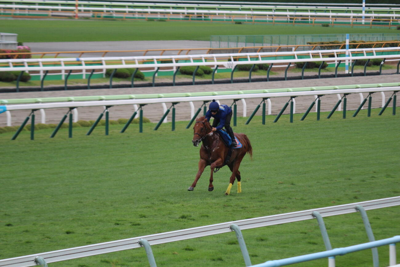 函館競馬場の芝コースで追い切りを行ったアロヒアリイ(撮影・木南友輔）