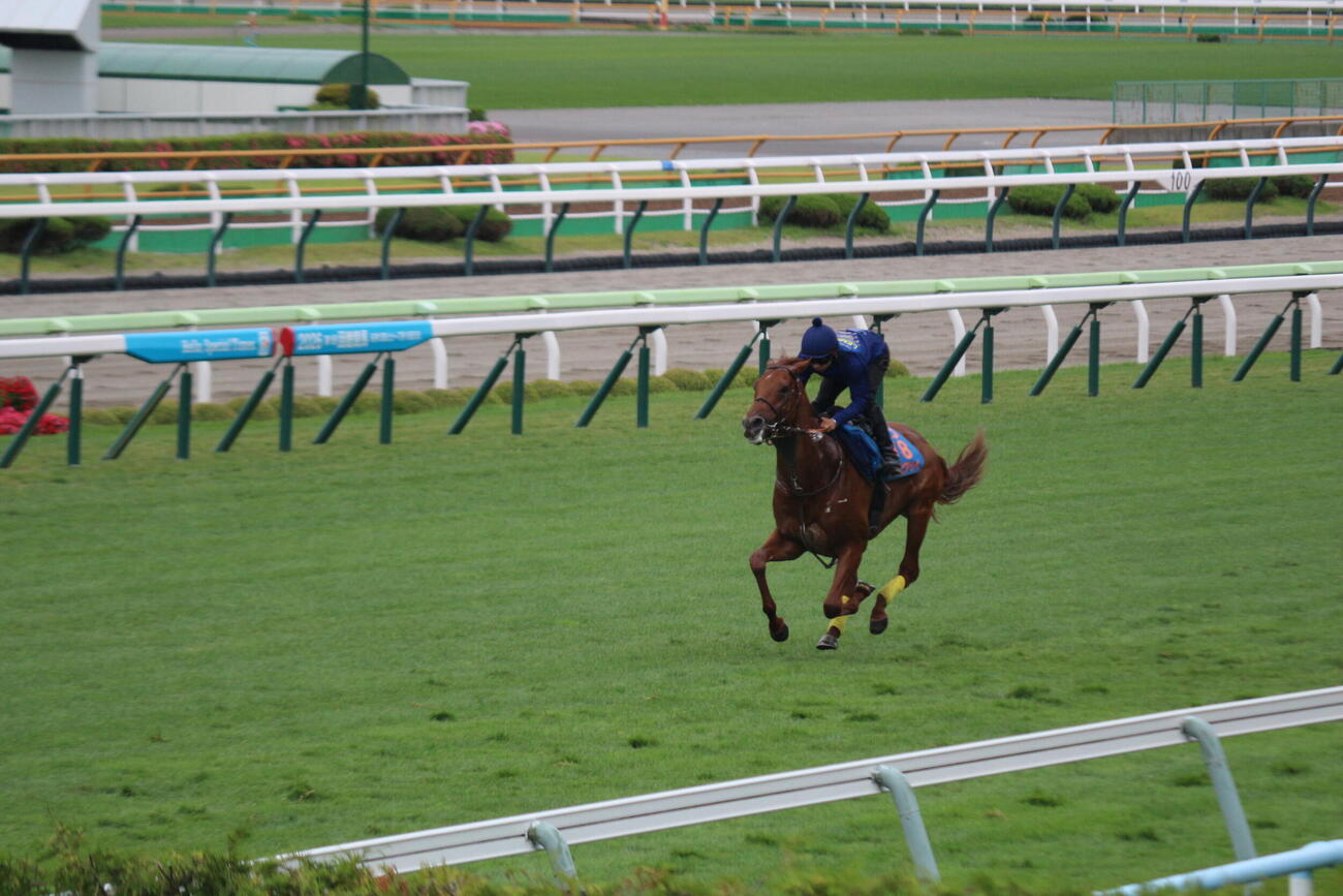 函館競馬場の芝コースで追い切りを行ったアロヒアリイ(撮影・木南友輔）