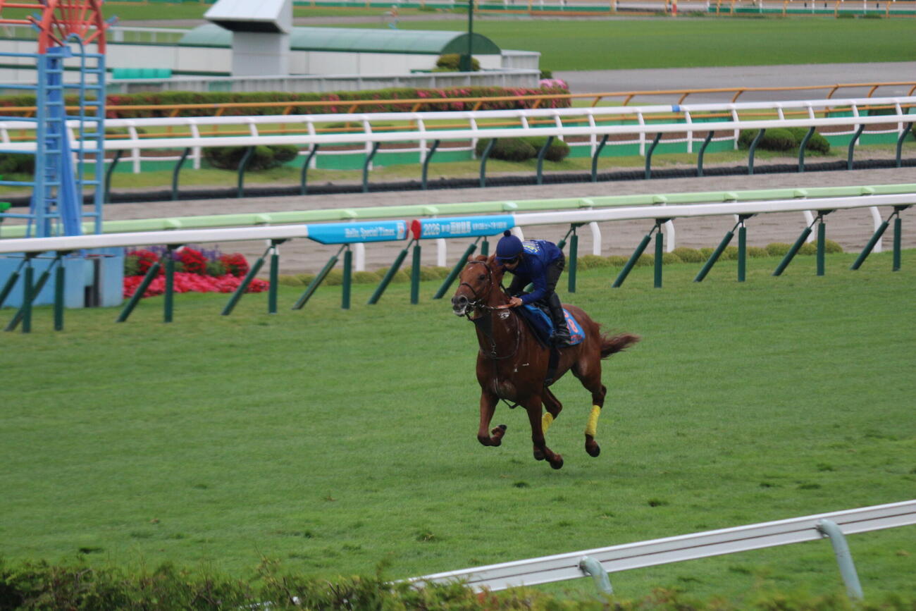 函館競馬場の芝コースで追い切りを行ったアロヒアリイ(撮影・木南友輔）