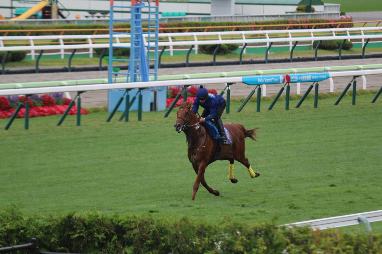 函館競馬場の芝コースで追い切りを行ったアロヒアリイ(撮影・木南友輔）