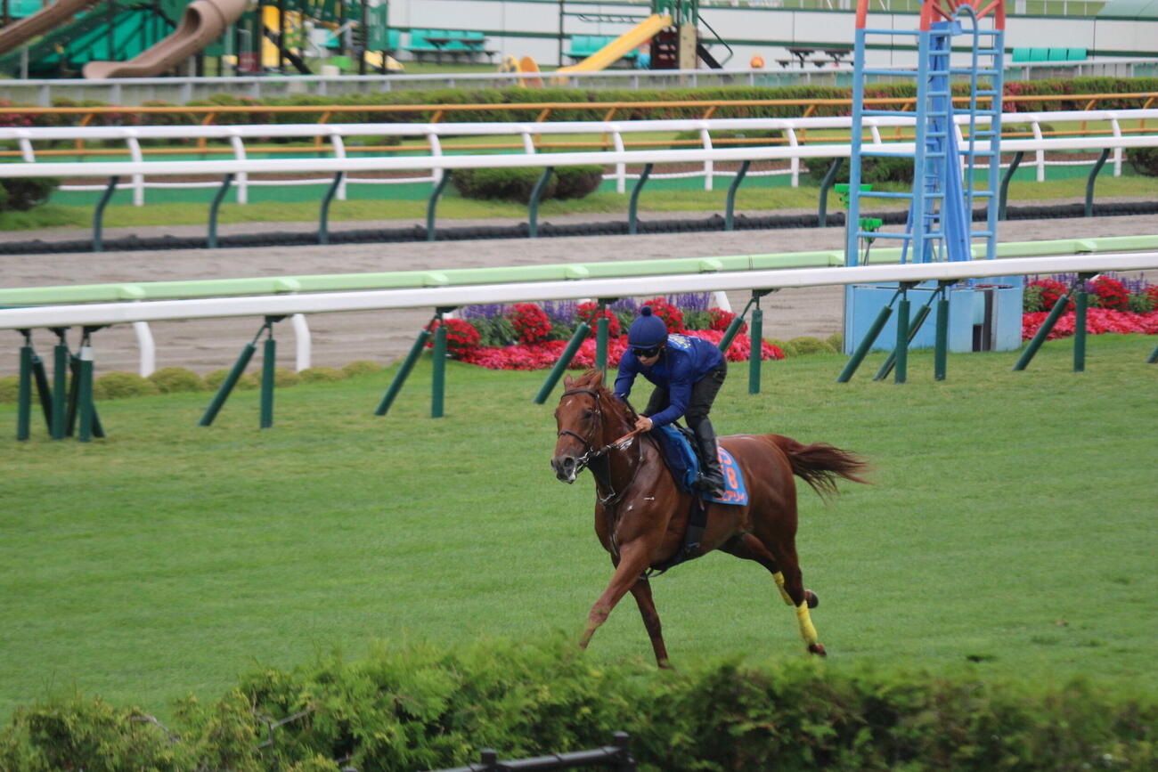 函館競馬場の芝コースで追い切りを行ったアロヒアリイ(撮影・木南友輔）