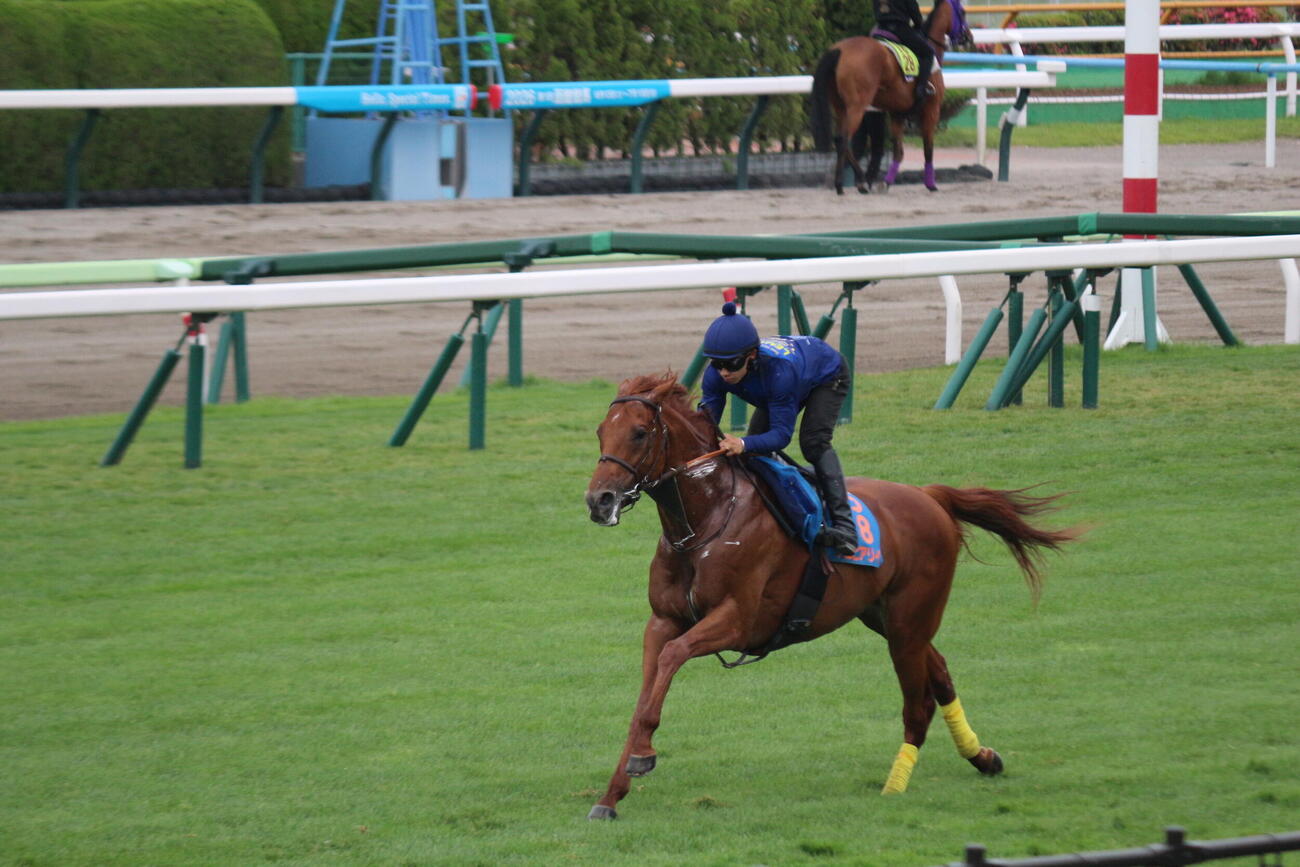 函館競馬場の芝コースで追い切りを行ったアロヒアリイ(撮影・木南友輔）