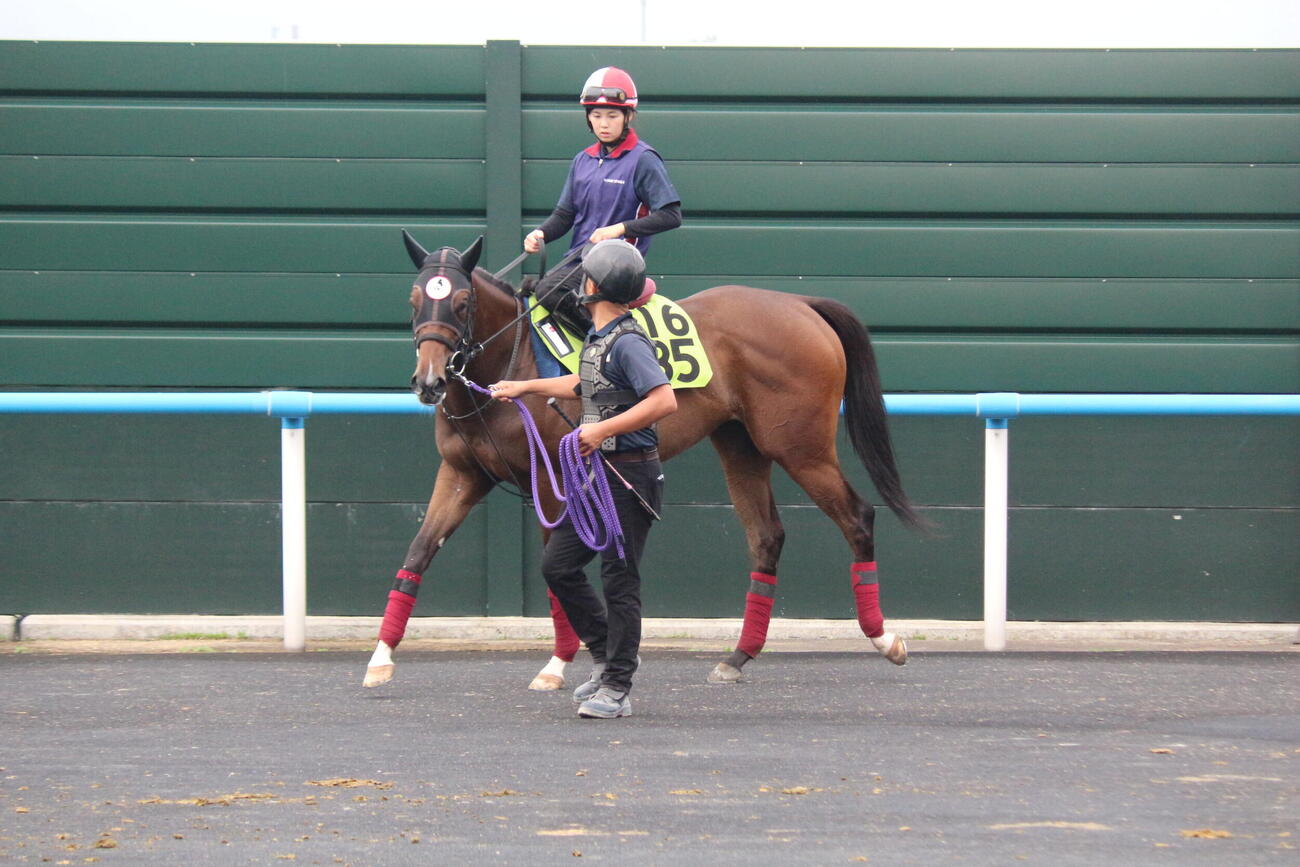 函館2歳Sに武豊騎手で挑むシグレ（撮影・木南友輔）