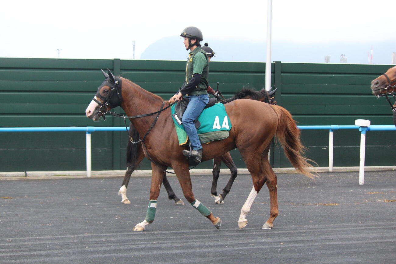 函館競馬場で調整中のノヴァヴェローチェ。父はエフフォーリア、母はチャイマックス