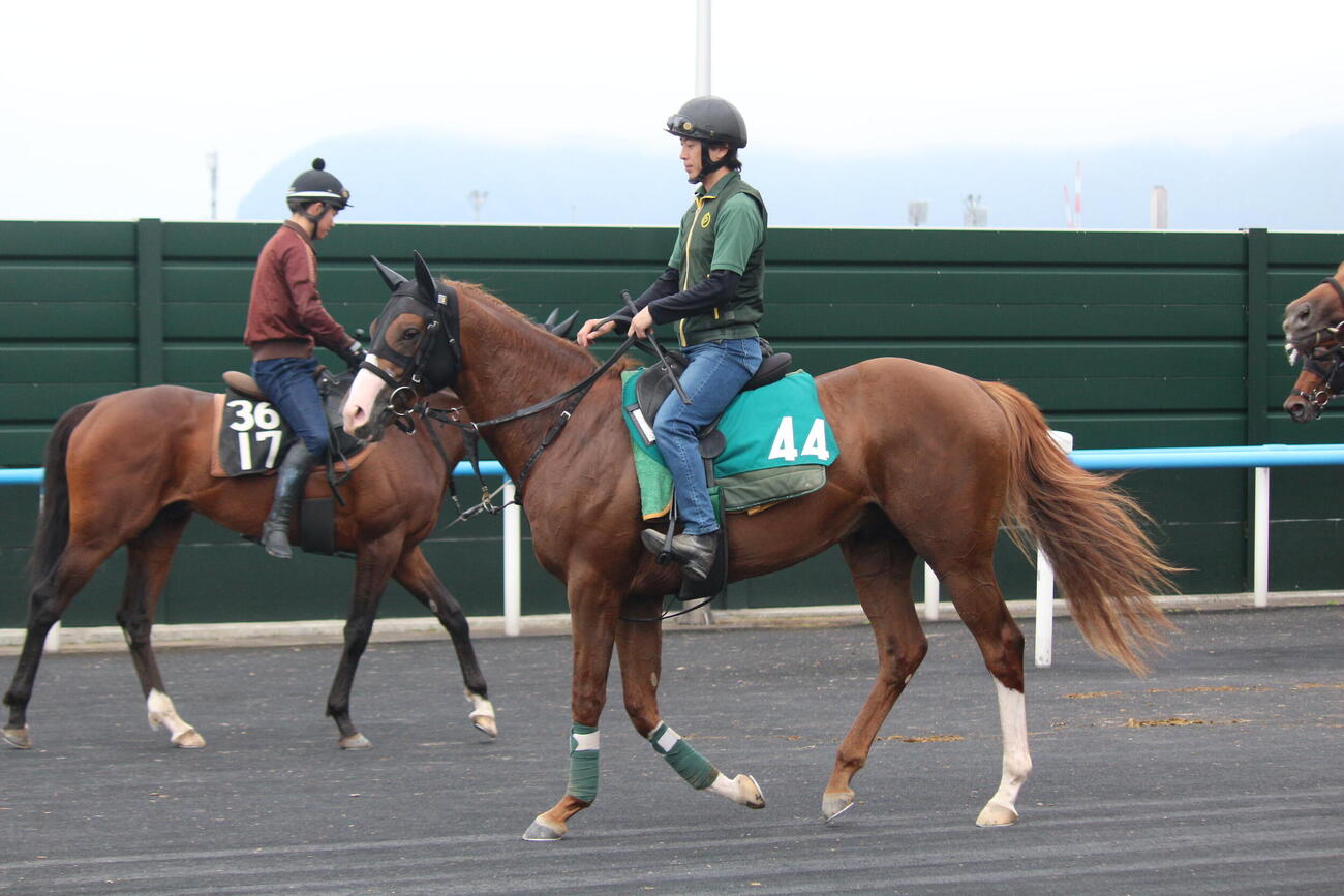 函館競馬場で調整中のノヴァヴェローチェ。父はエフフォーリア、母はチャイマックス