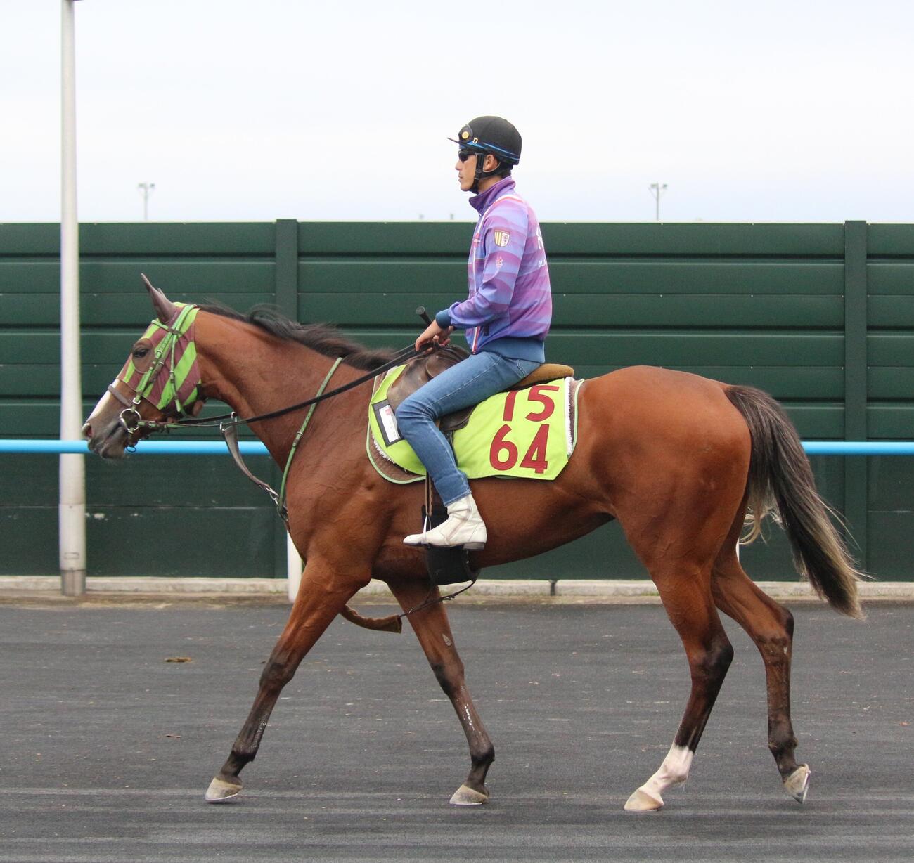 函館競馬場で調整するホウオウプレマ。父はキタサンブラック、母はホウオウピースフル