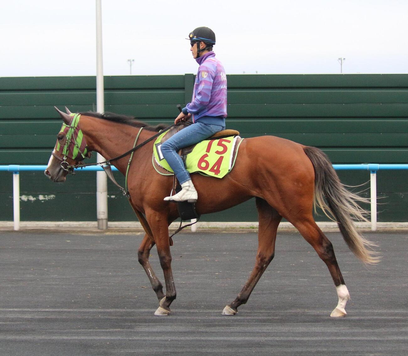 函館競馬場で調整するホウオウプレマ。父はキタサンブラック、母はホウオウピースフル