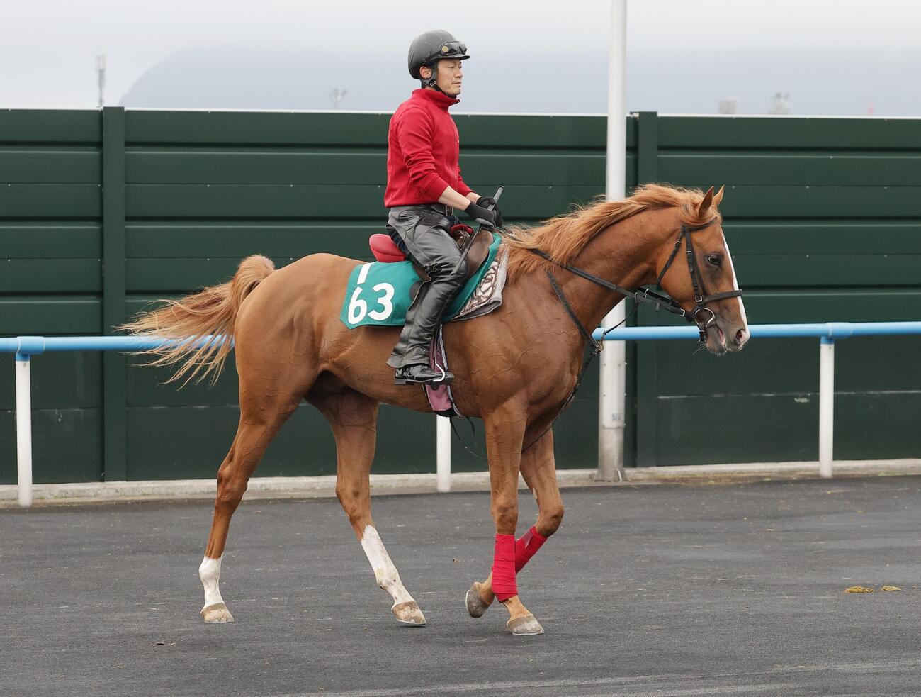 函館競馬場で調整するイッペイ