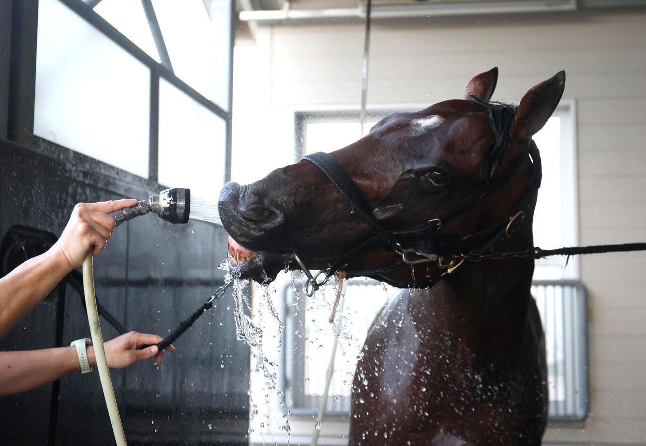 9日、シャワーの水を飲むハルオーブ