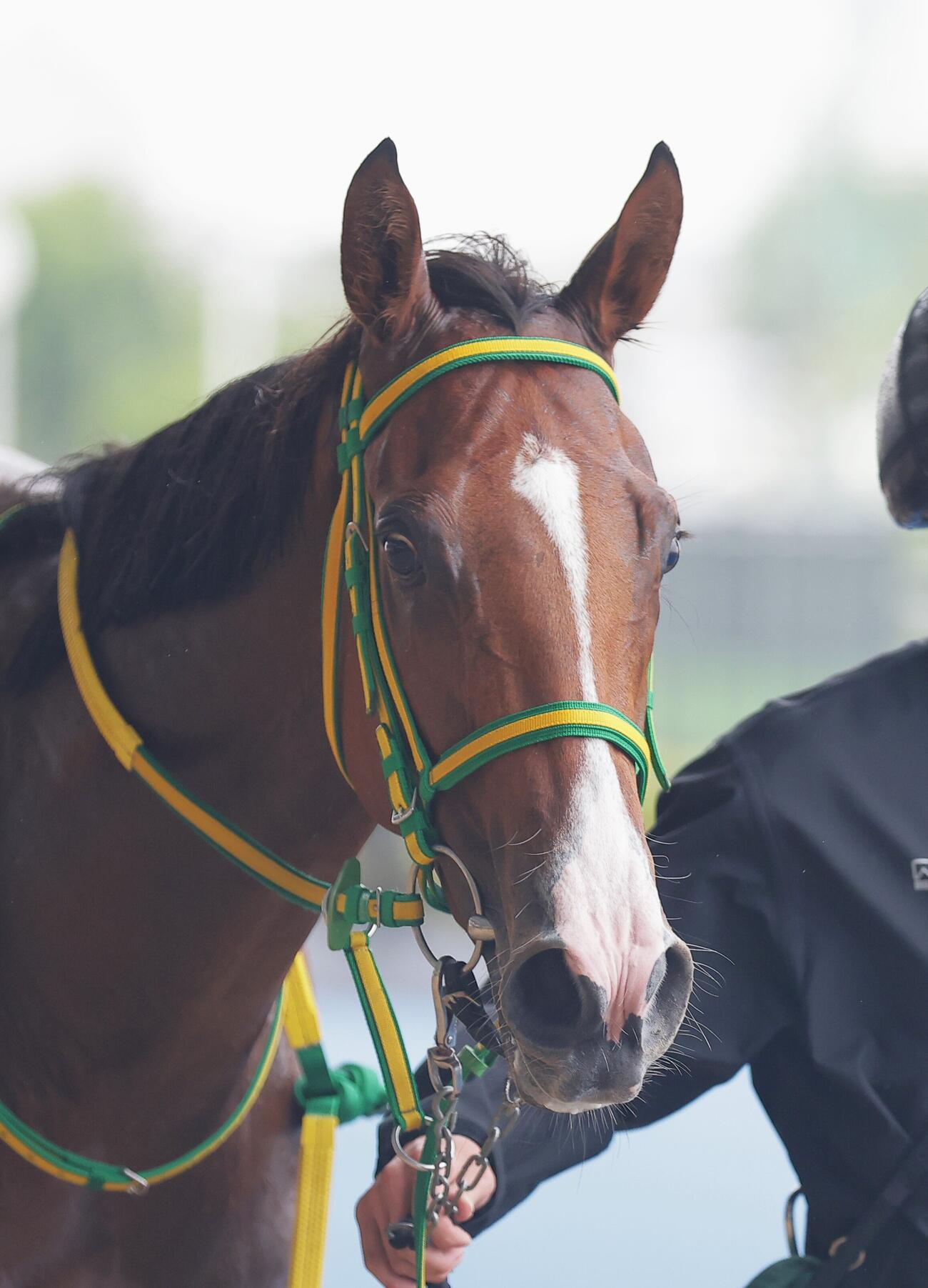 函館1R2歳未勝利を制したラピッドテソーロ
