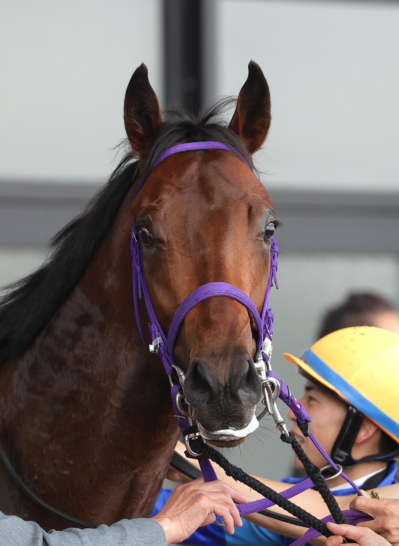 函館5R新馬戦を制したフレイコン