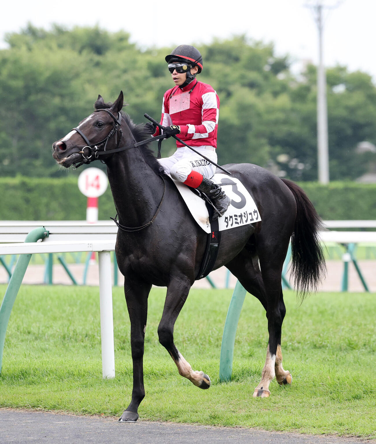 福島5R、2歳新馬戦で14着のタクミオジュウ（撮影・鈴木正人）